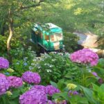 宮城県柴田町、船岡城址公園「しばた紫陽花まつり」開幕！